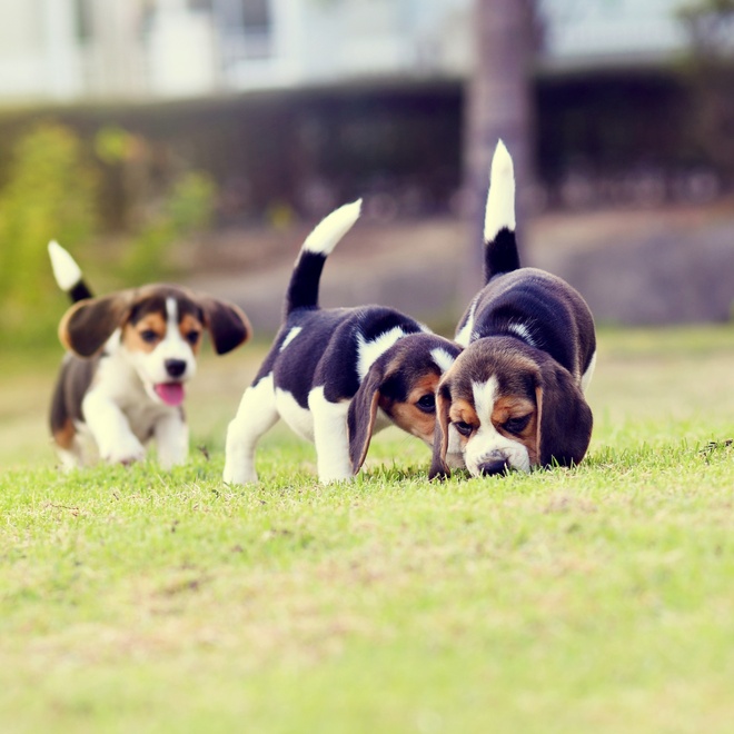 Three Beagles puppies playing together on the grass