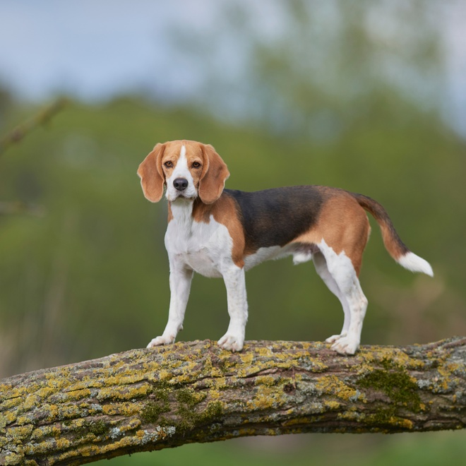A Beagle walking on a tree trunk
