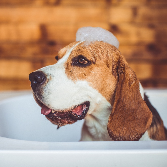 Profile of a Beagle in a bath with foam on its head