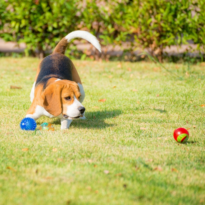 A Beagle playing with a ball