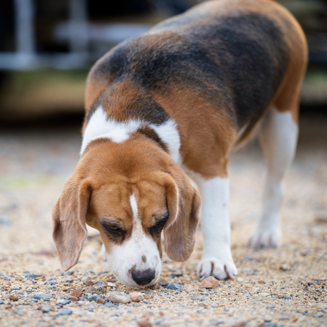 A ground-sniffing Beagle