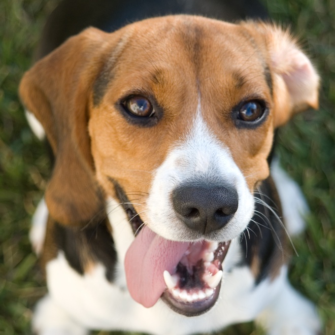 A happy Beagle sticks out his tongue