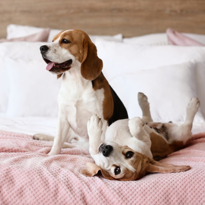 Two Beagles playing on a bed