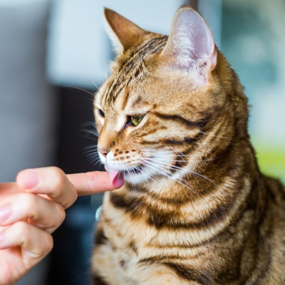 A beautiful Bengal licking his master's finger