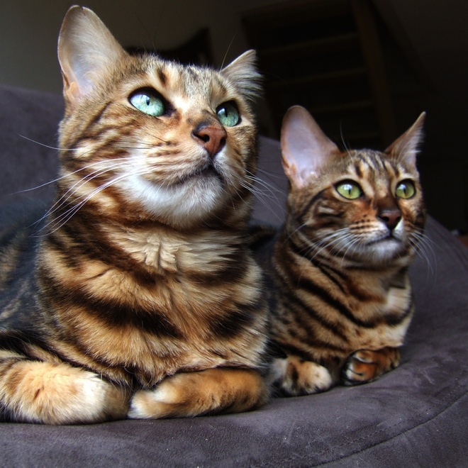 Two Bengals lying down: an adult and a kitten