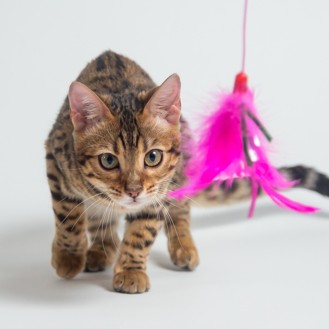 A Bengal kitten playing with pink feathers