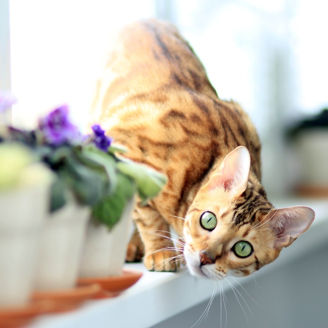 A curious Bengal observing flowers
