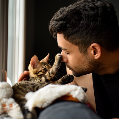 A Bengal kitten playing with his owner