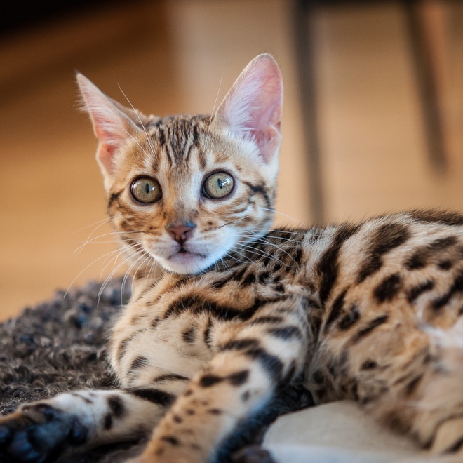 A Bengal lying on a carpet