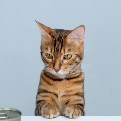A little Bengal in front of a tin can