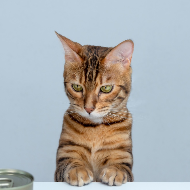A little Bengal in front of a tin can