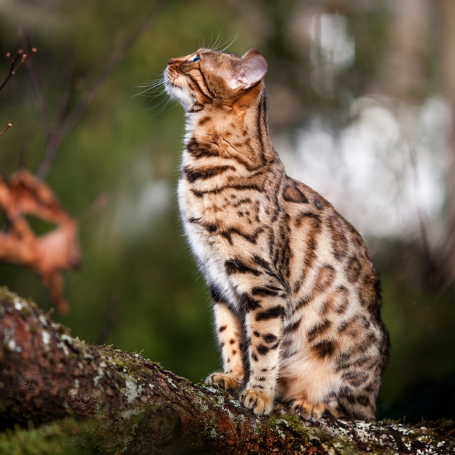 A beautiful Bengal sitting on a branch