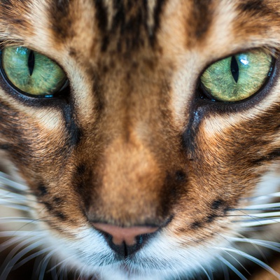 Zooming in on a Bengal's face