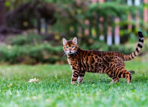 Ein wunderschöne Bengal Katze, die auf Gras läuft