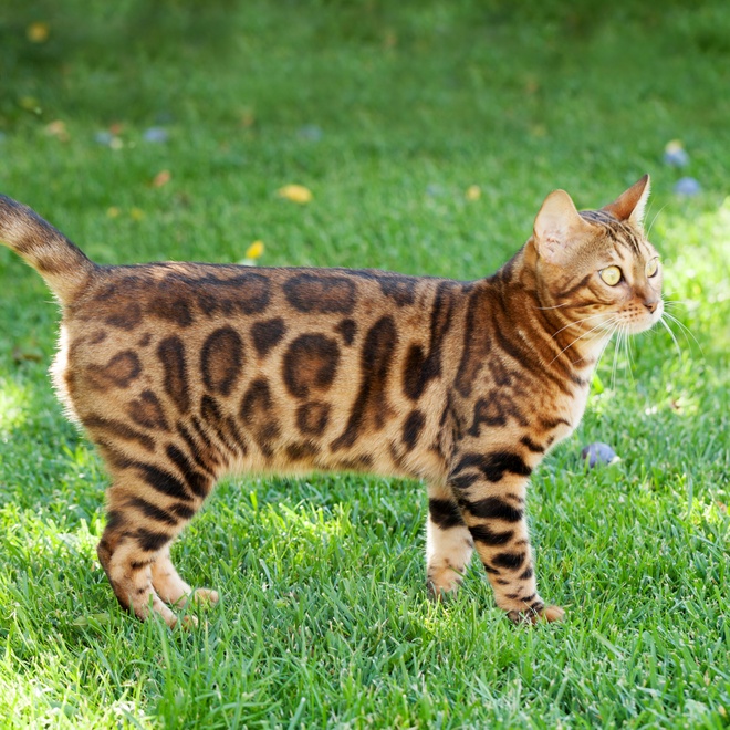 A Bengal standing in the grass