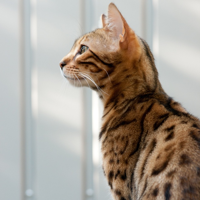 A bengal sitting in profile