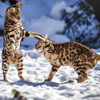 Two Bengals playing in the snow