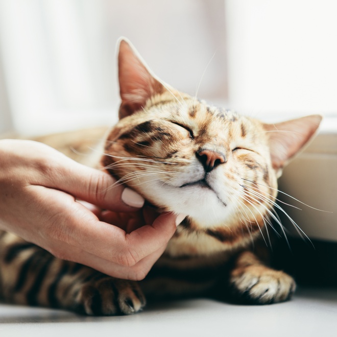 A Bengal that lets you scratch its head