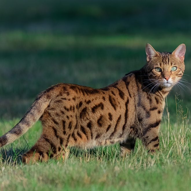 A Bengal walking in the grass