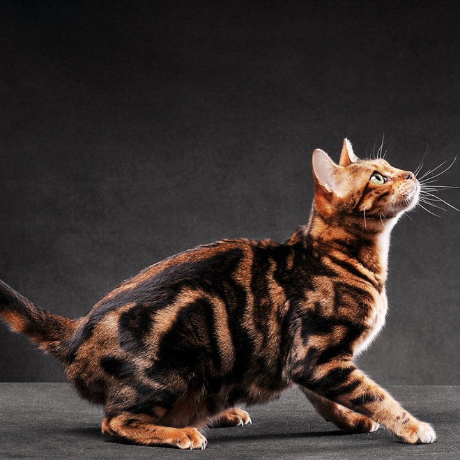 A sitting Bengal ready to jump