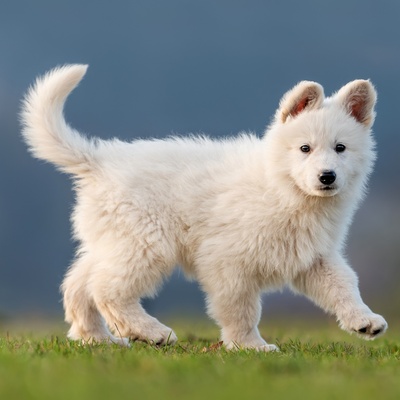 portrait d'un jeune berger blanc suisse