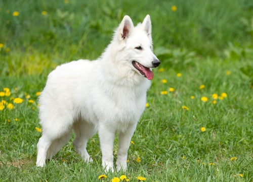 A happy White Swiss Shepherd standing in the grass