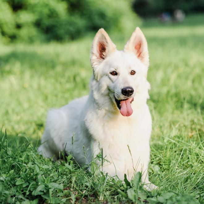 A White Swiss Shepherd lying on the grass