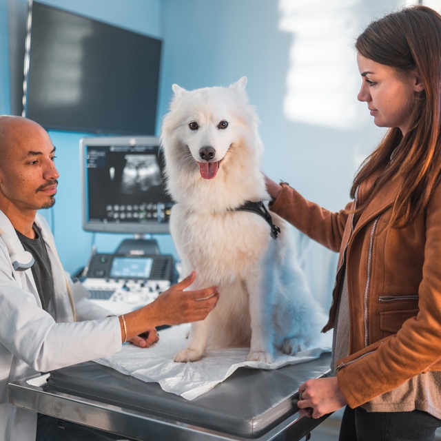 Ein weißer Schäferhund beim Tierarzt