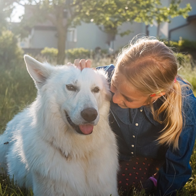 Un berger blanc suisse se faisant caliner.