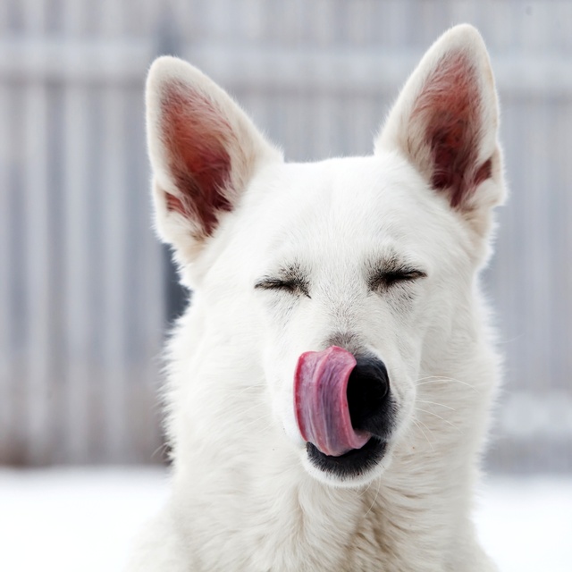 Ein junger weißer Schäferhund leckt sich die Nase