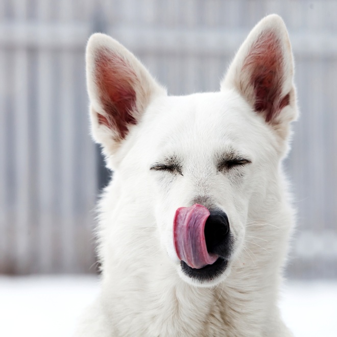 A White Swiss Shepherd licking his head