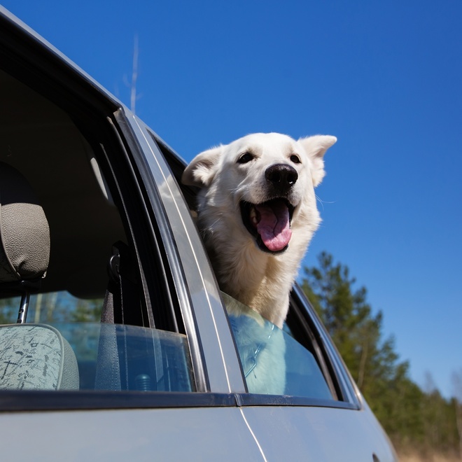 A White Swiss Shepherd with his head outside the car