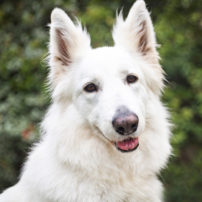 un berger blanc suisse sortant la tête de la fenetre d'une voiture
