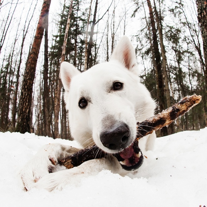 A White Swiss Shepherd with a stick in his mouth