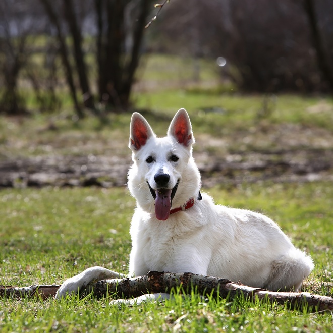 A White Swiss Shepherd sitting on the grass
