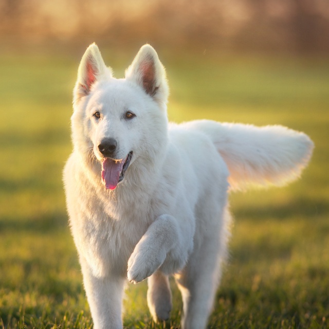Ein weißer Schweizer Schäferhund, der mit sonnengeküsstem Fell durch das Gras rennt