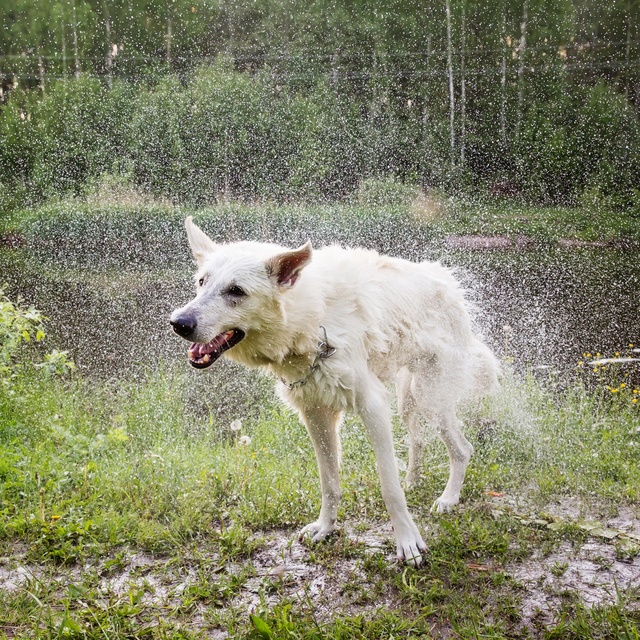 Ein weißer Schäferhund, der aus dem Wasser kommt und sich schüttelt