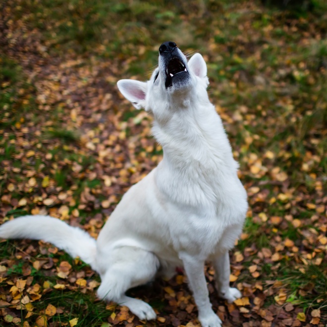 A White Swiss shepherd howling in the forest