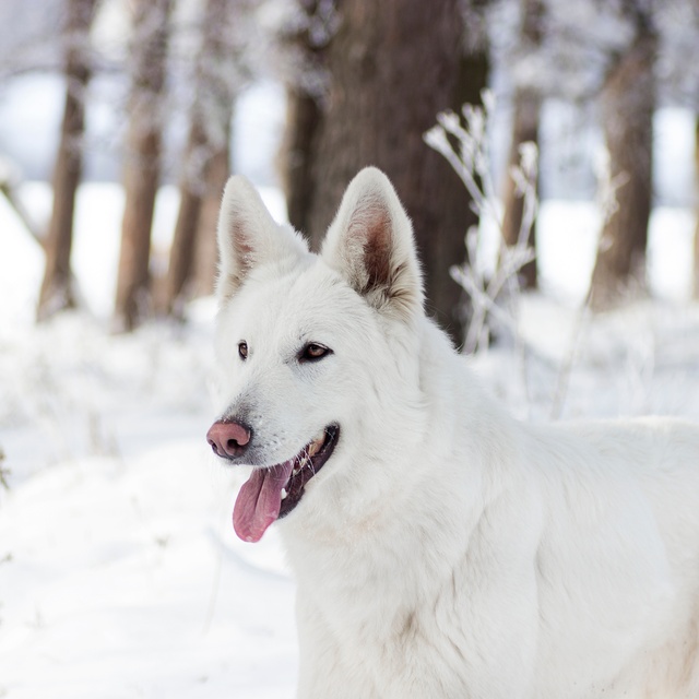 Ein weißer Schweizer Schäferhund im verschneiten Wald