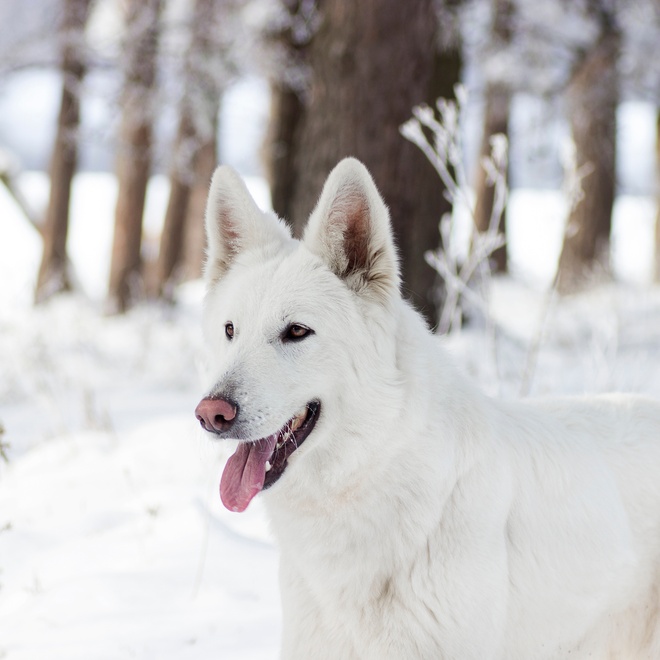 A White Swiss Shepherd in the snow