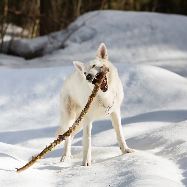 Ein weißer Schäferhund, der mit einem Ast im Schnee spielt