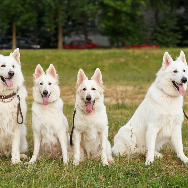 A White Swiss Shepherd family