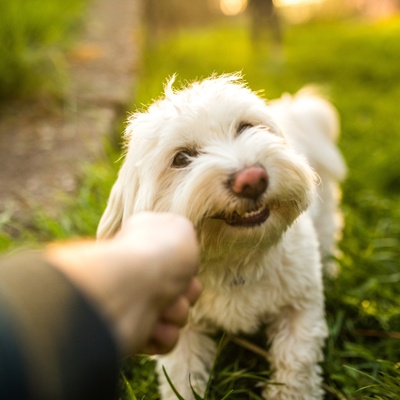 Maltese with its owner