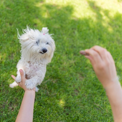 Maltese playing with his owner in the garden