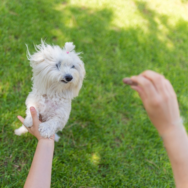 Maltese playing with his owner in the garden