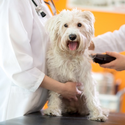 Maltese at the vet