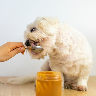 Maltese eating from a jar