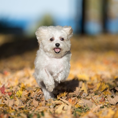 Maltese running in the forest