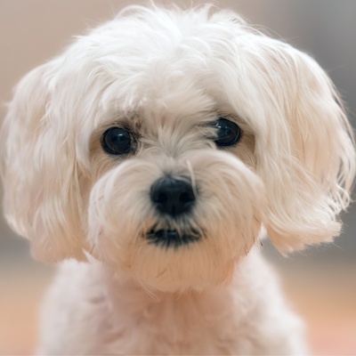 Portrait of a Maltese