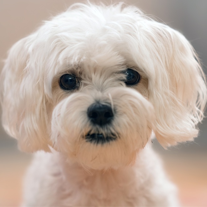 Portrait of a Maltese